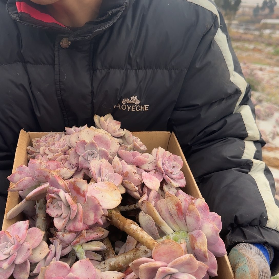 箱拍紫乐多肉轻微断肢不售后看好在拍