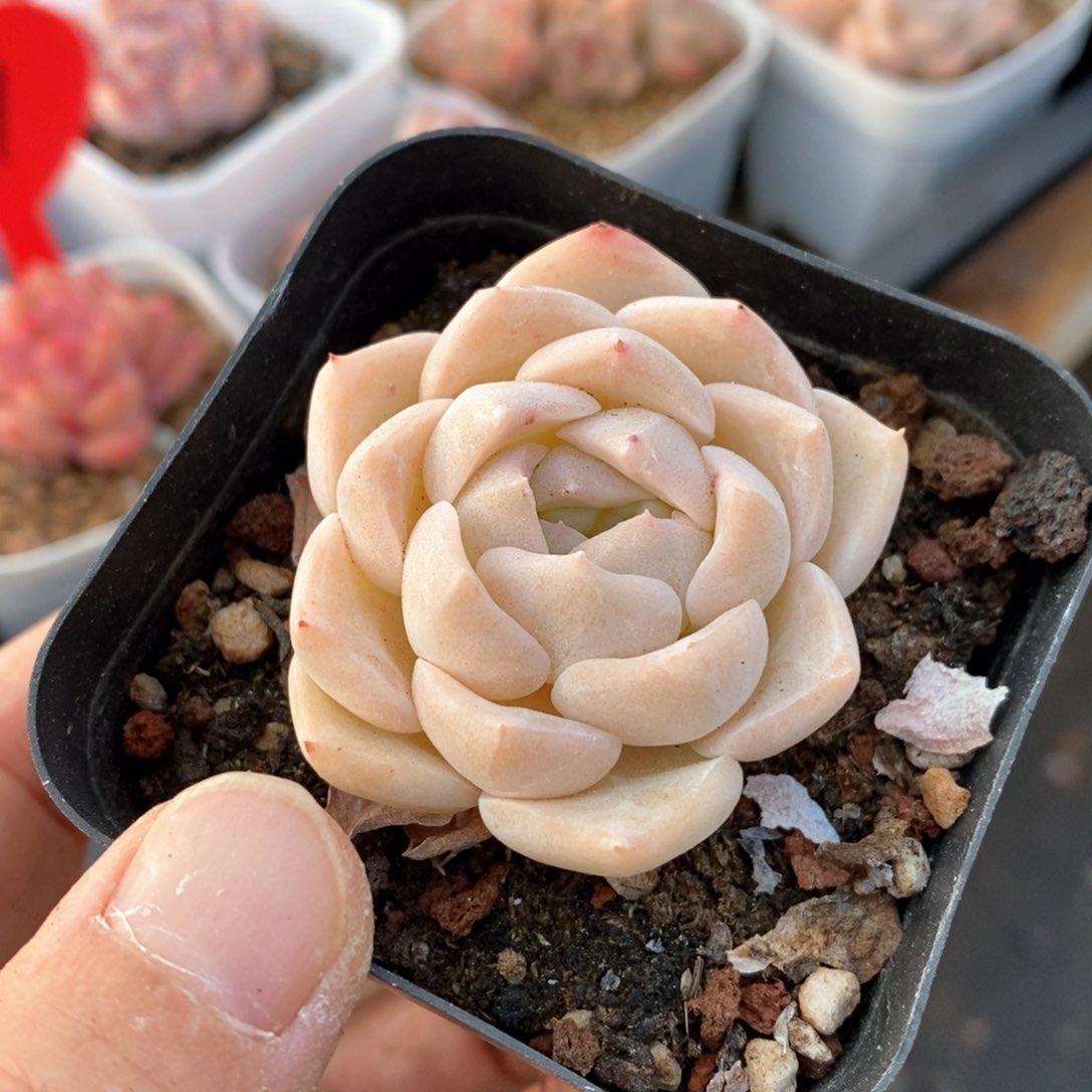 精品多肉一物一拍不包整60