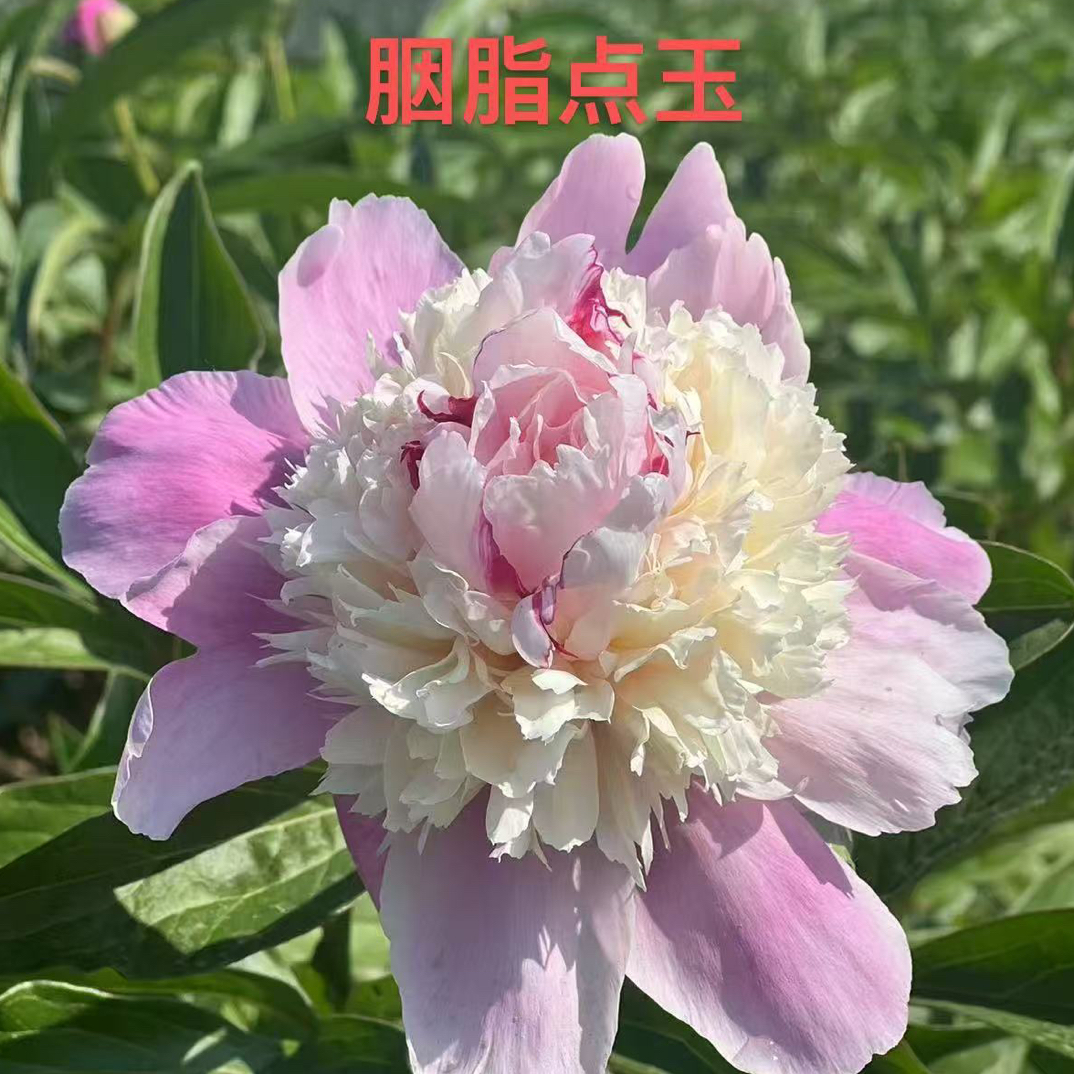 花卉观赏芍药花：胭脂点玉