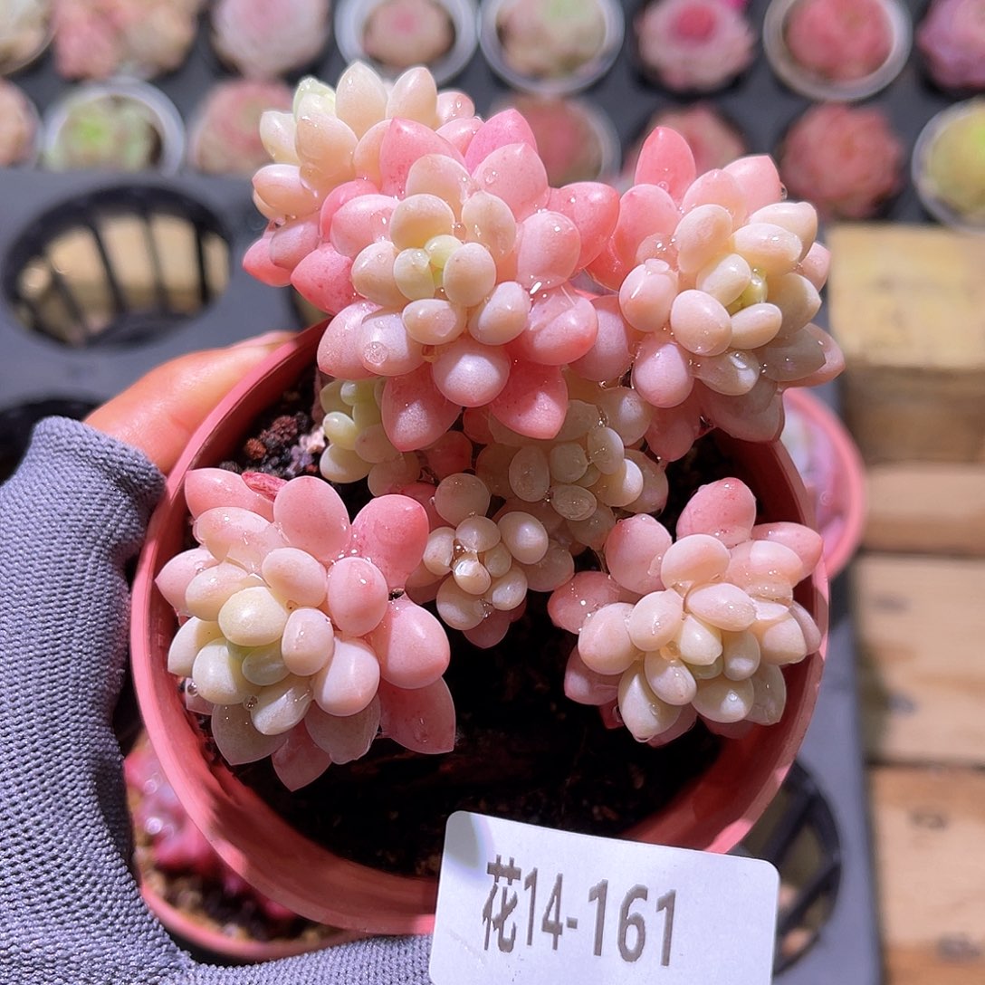 花14-161洛可可群生