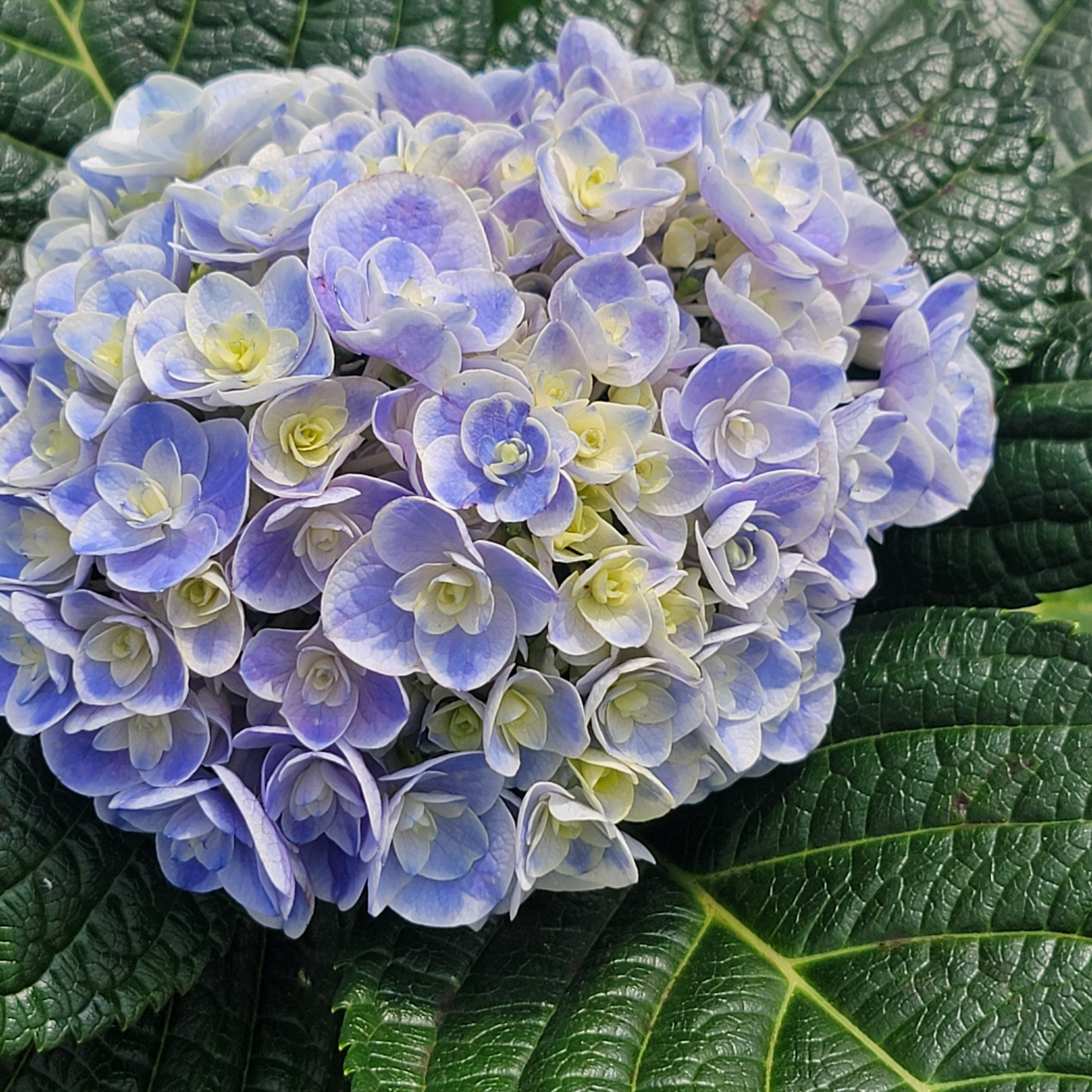 日系绣球新品绣球花晓光园宝流2加仑