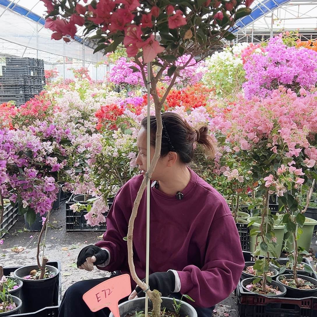 娟***大部分花苞少量开放E72卡亚塔