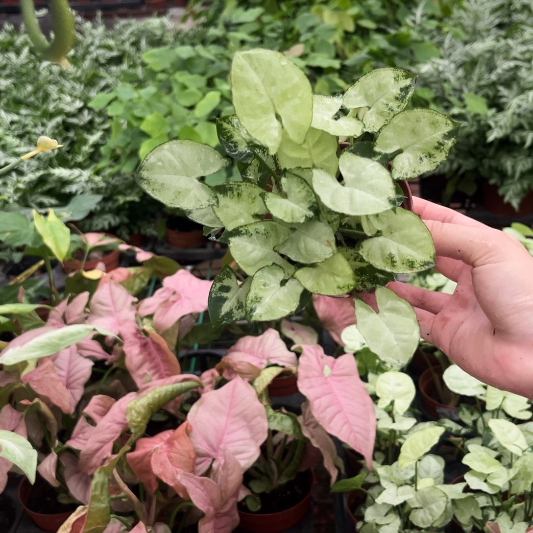 完全开放740迷你绿精灵