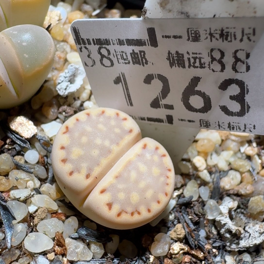 Zzz精品生石花 1263