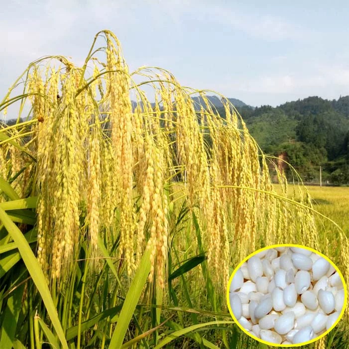 贵州特产香禾糯圆粒农家梯田糯米