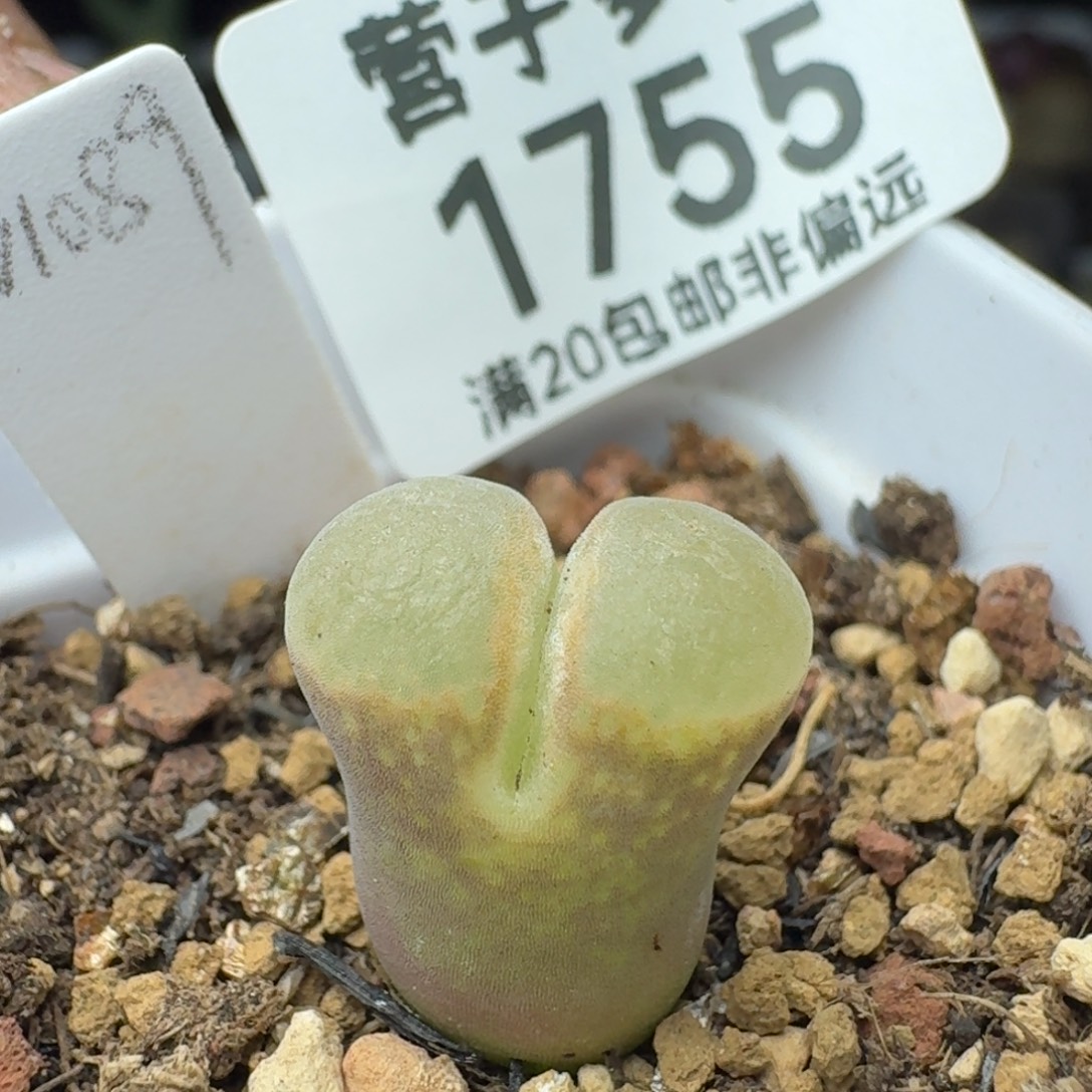 硅鱼粉带盆土。           