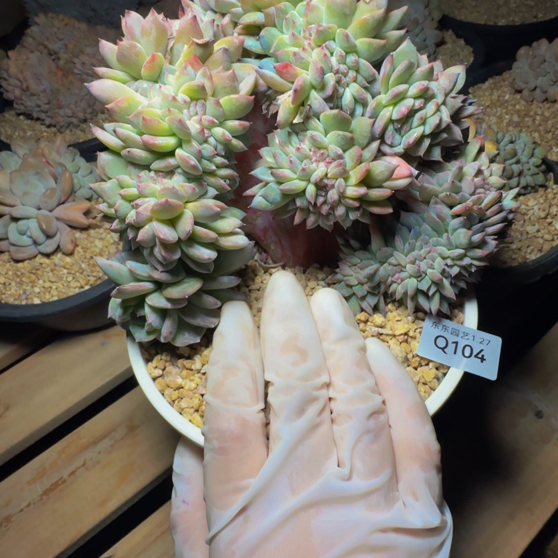 ?**零q q q q q q q q q q 104