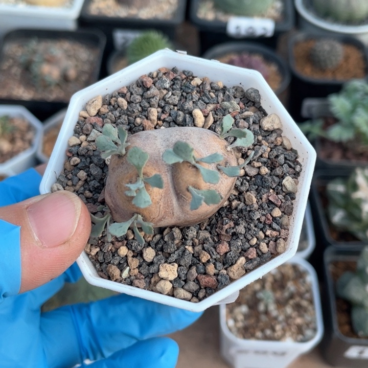 262产地格加厚墩菊