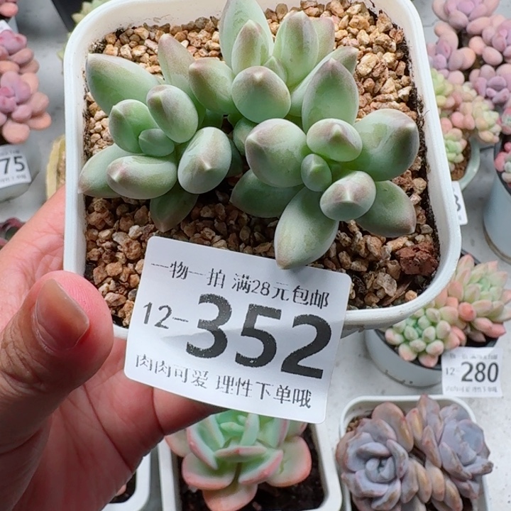 松果美人多肉多肉植物多肉多