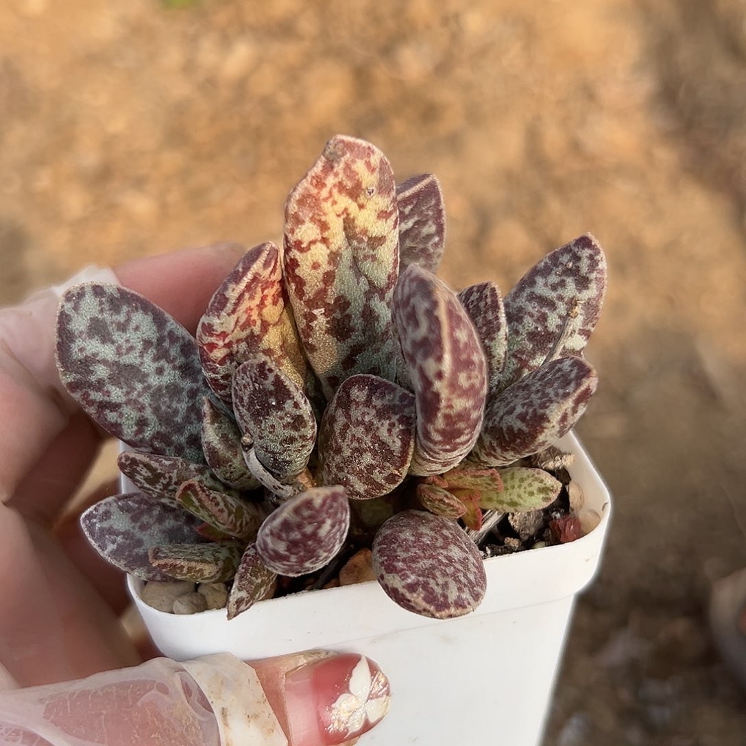多肉植物芝麻蛋水泡