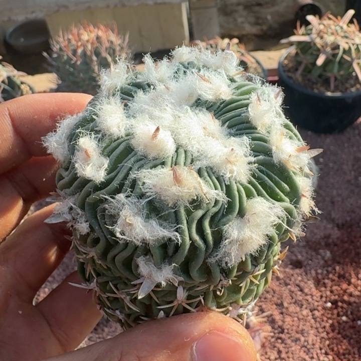 太刀岚有微根666666