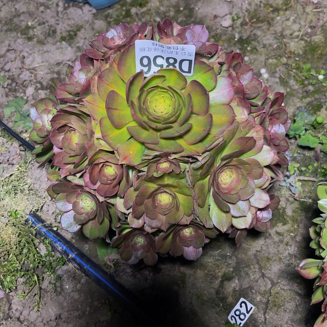 法师法师15–5包邮法师