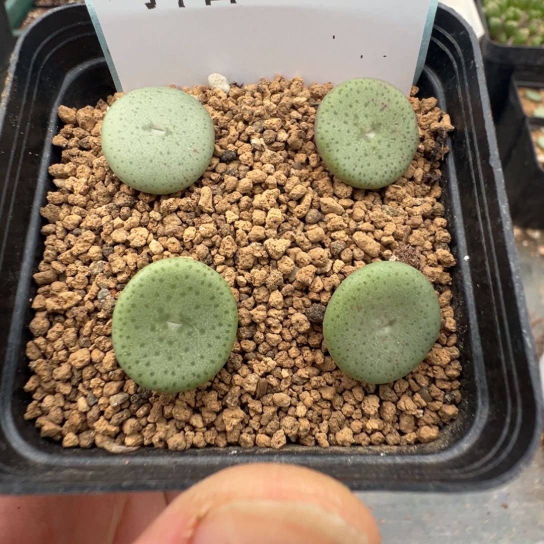 11-94肉锥多肉植物