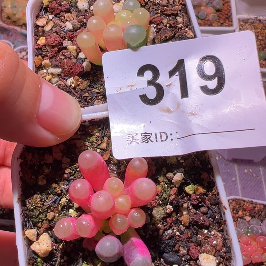 319号五十铃玉锦多肉植物锦一物一拍带盆土