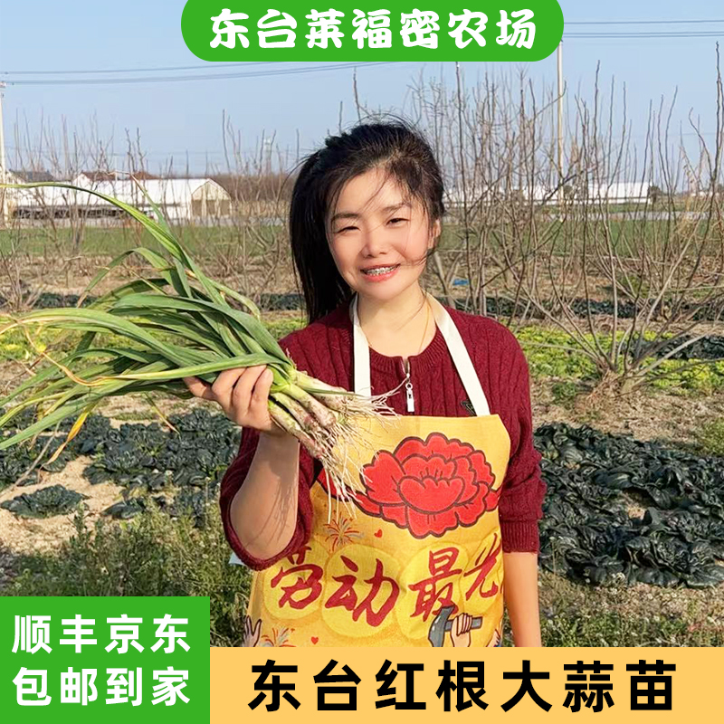 苏北农家自种新鲜露天红根蒜苗应季蔬菜