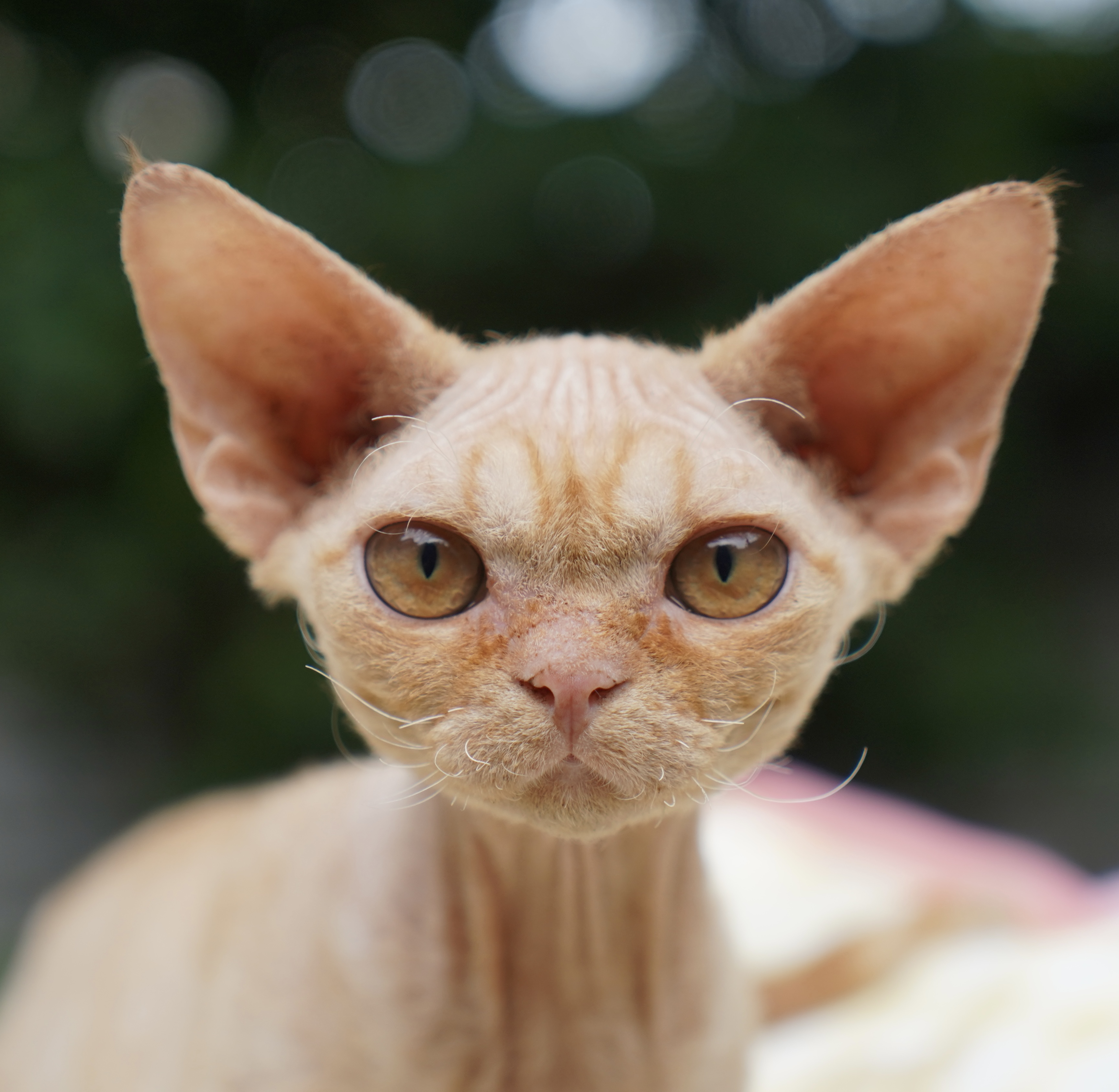 红虎斑-弟弟【海米德文】活体链接