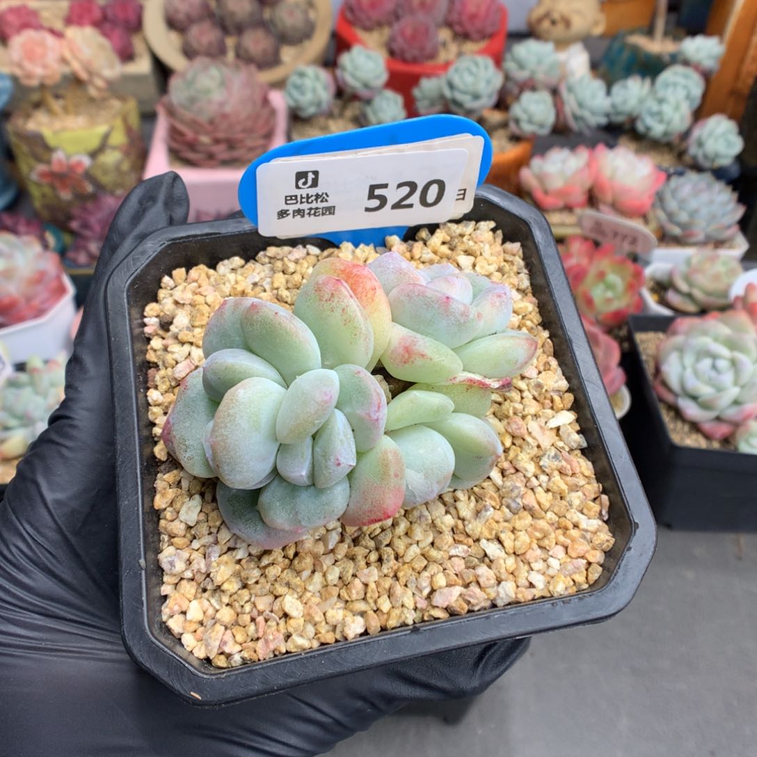 奶****⁸520 冰玉石化多肉