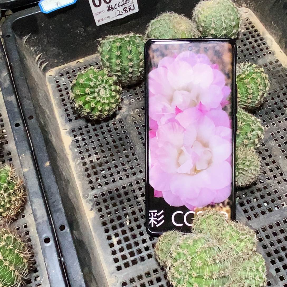 彩 CC259卓雅/侧芽歪20包邮/5公分