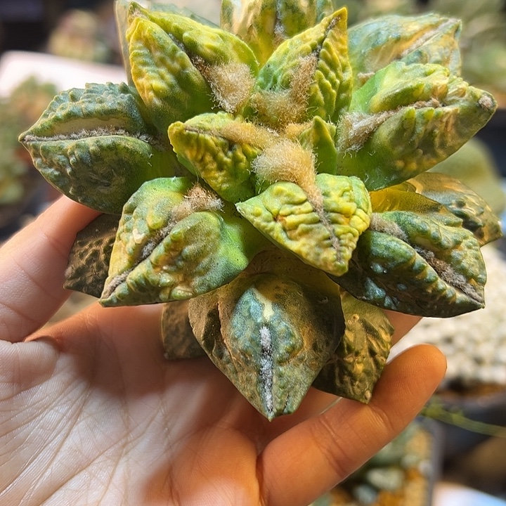 31号苗接龟甲牡丹锦10.7公分无根