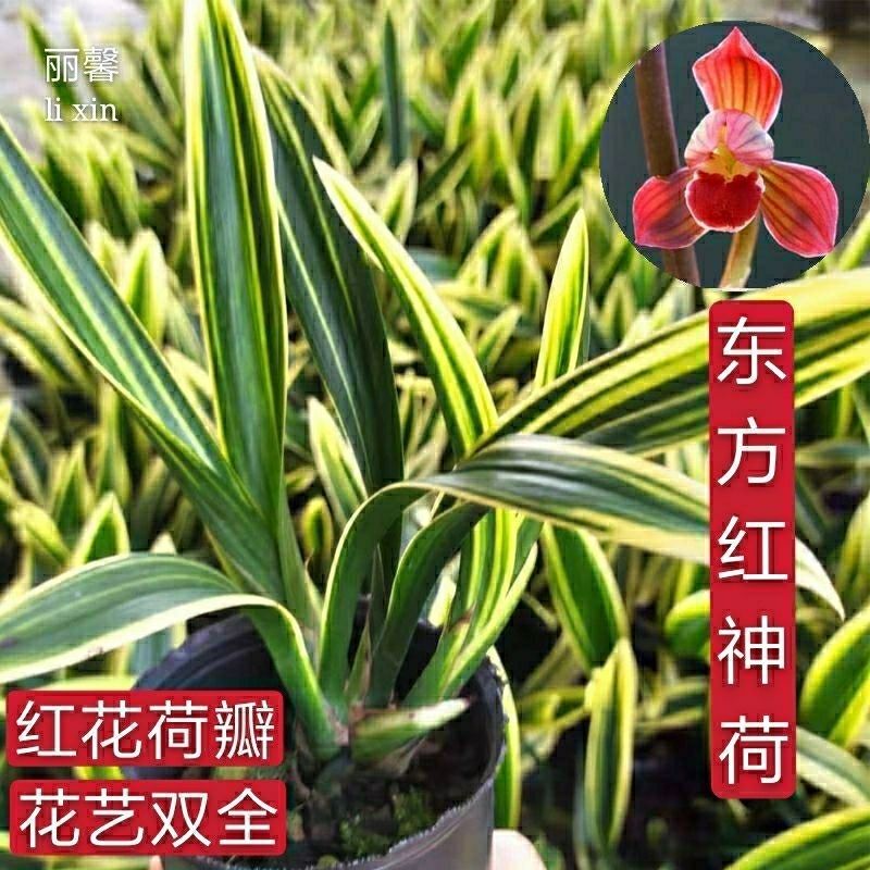 墨兰东方红神荷花艺双全