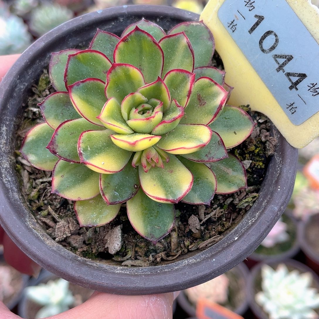 佛拉门戈花锦1044号