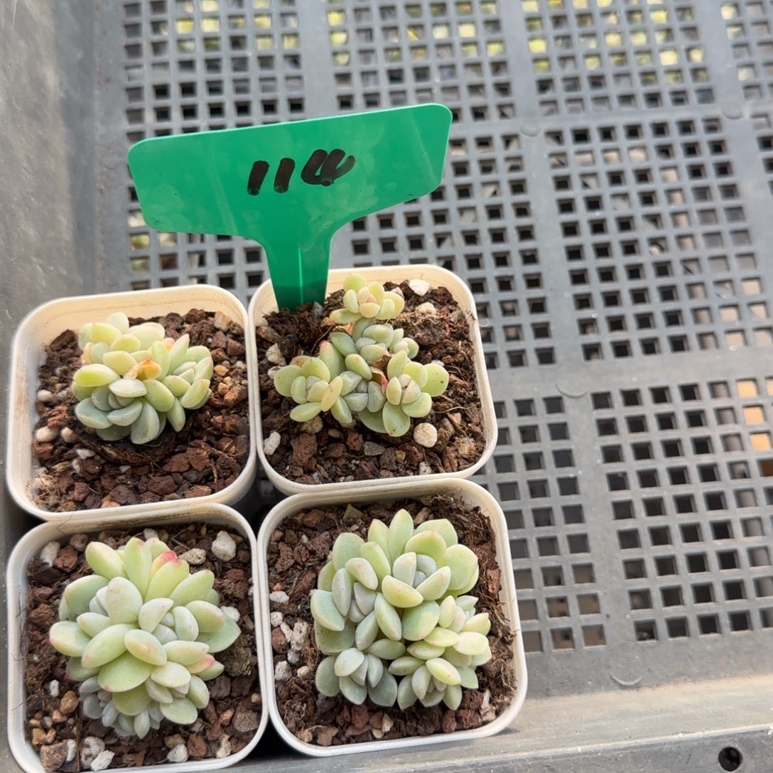 114冰玉6头哈哈哈哈哈哈