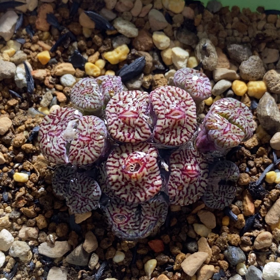 群生mo福利好看好看