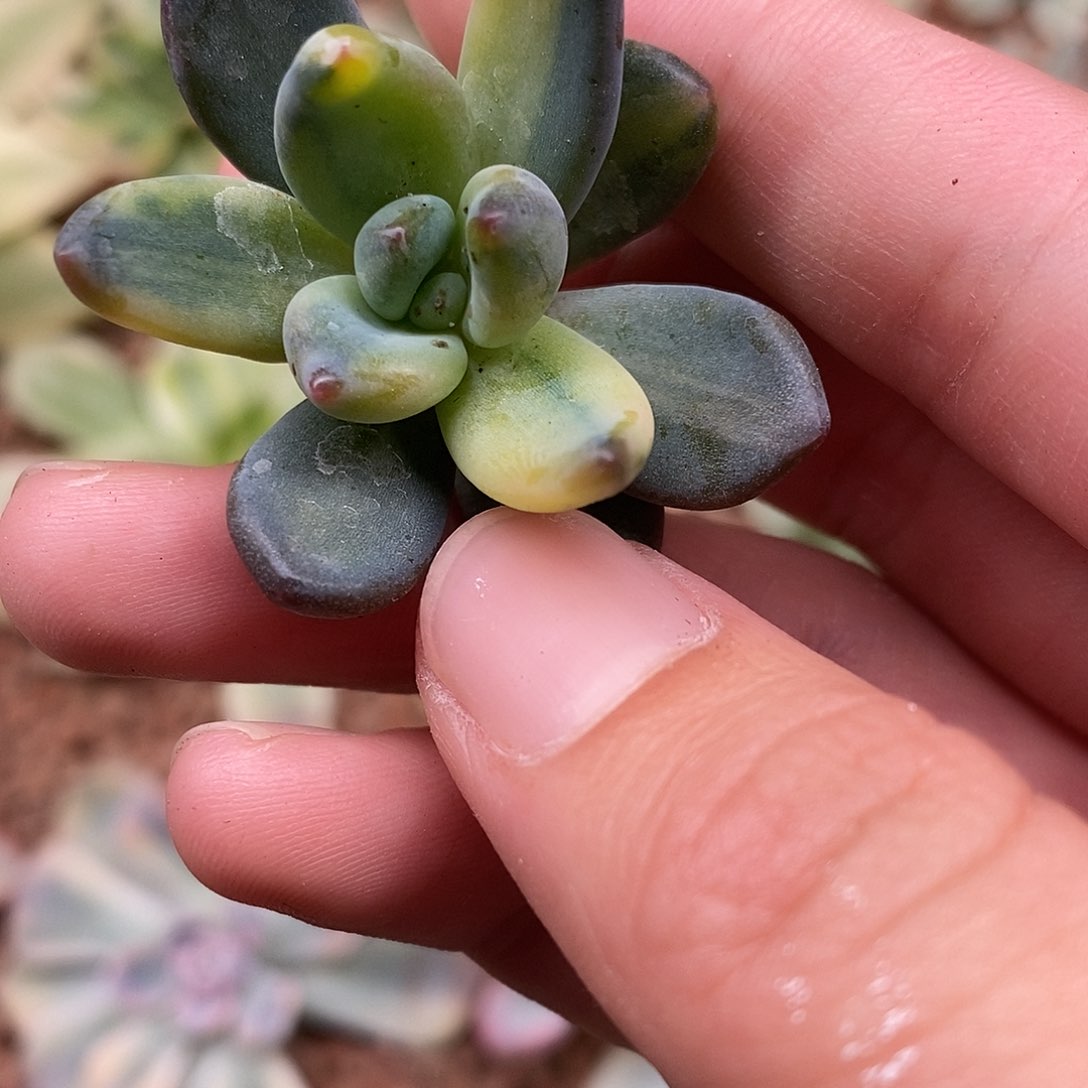 紫丽殿锦黄一物一拍，