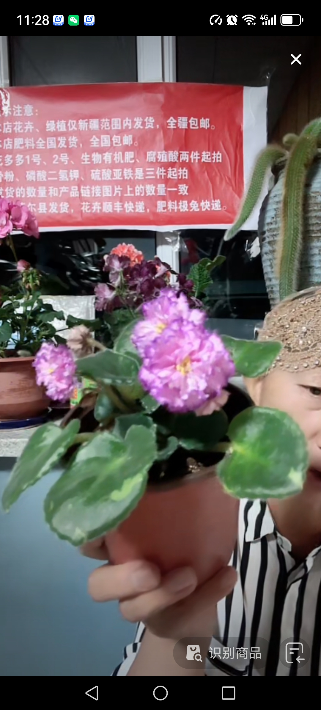 紫罗兰一盆包邮到家