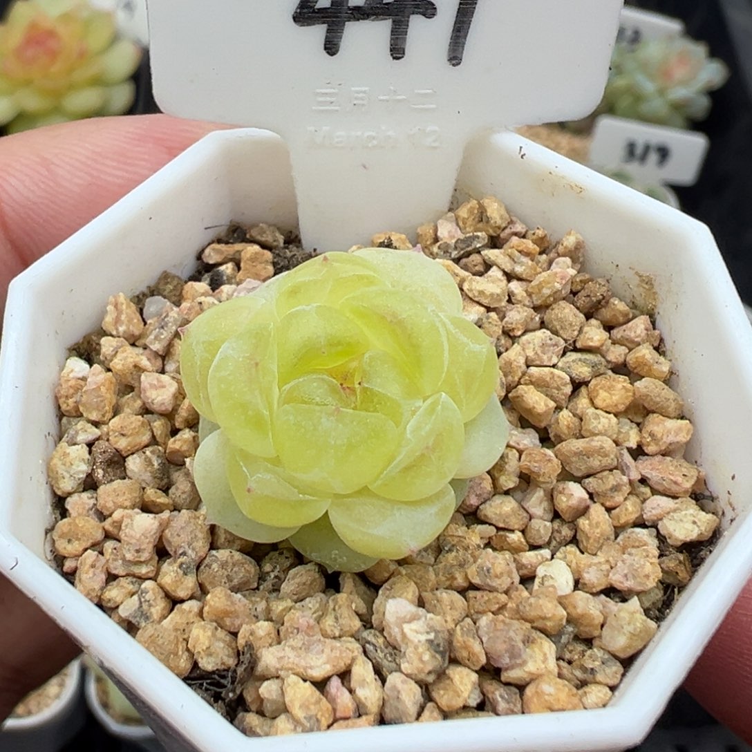 447号财富密码胖表妹