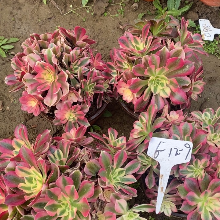 法师组合4棵12-9粉女巫1111