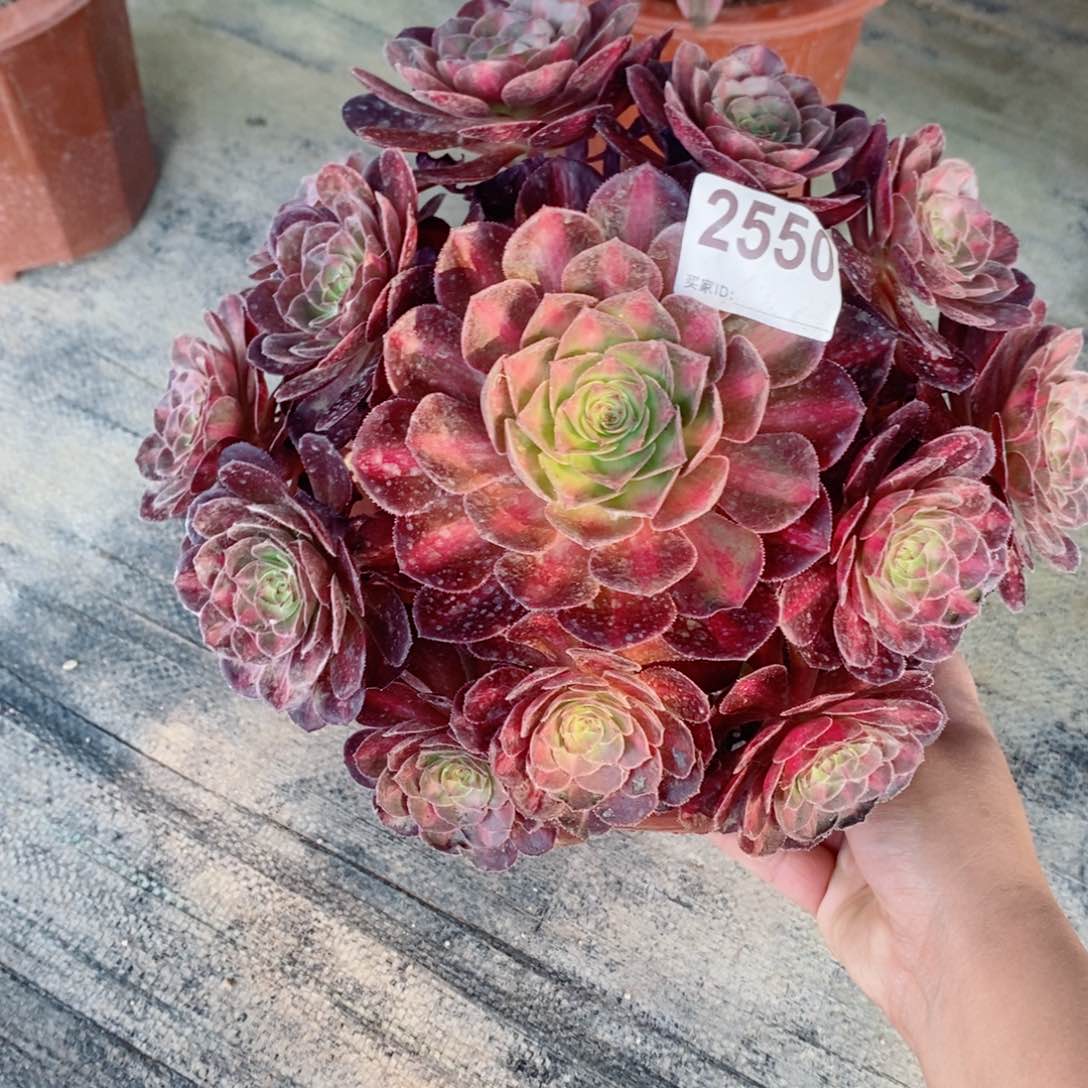 抹茶2550多肉1111