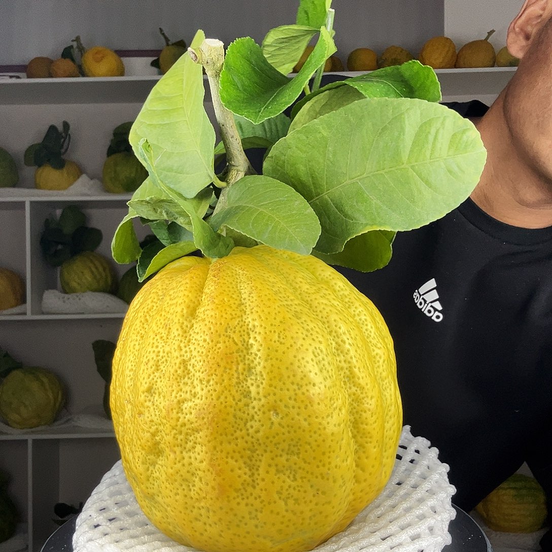 清***学香水柠檬云南高山大香橼