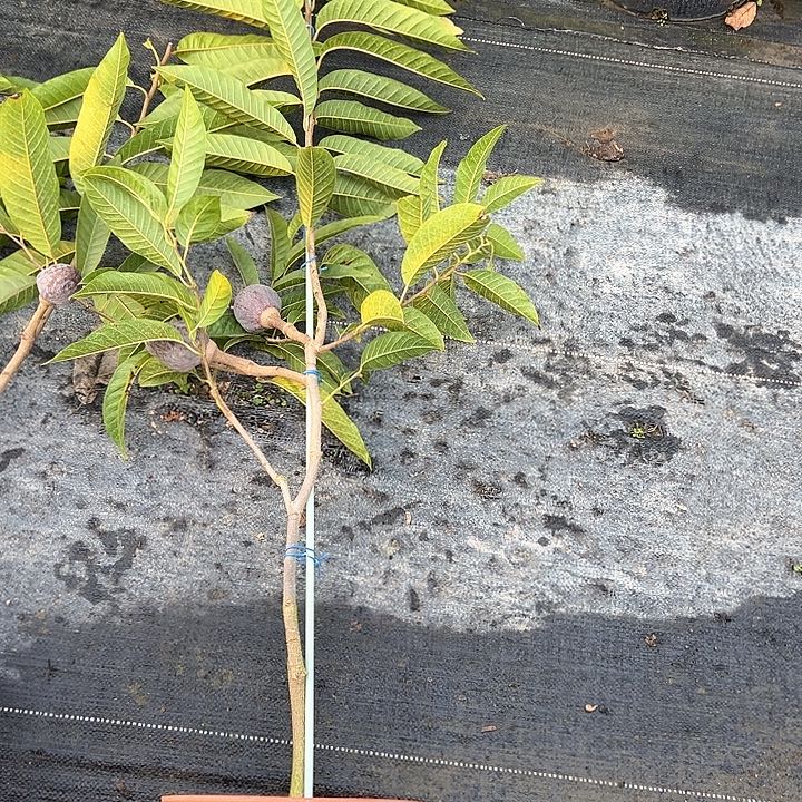 用***2天使24899743698635678红牛377