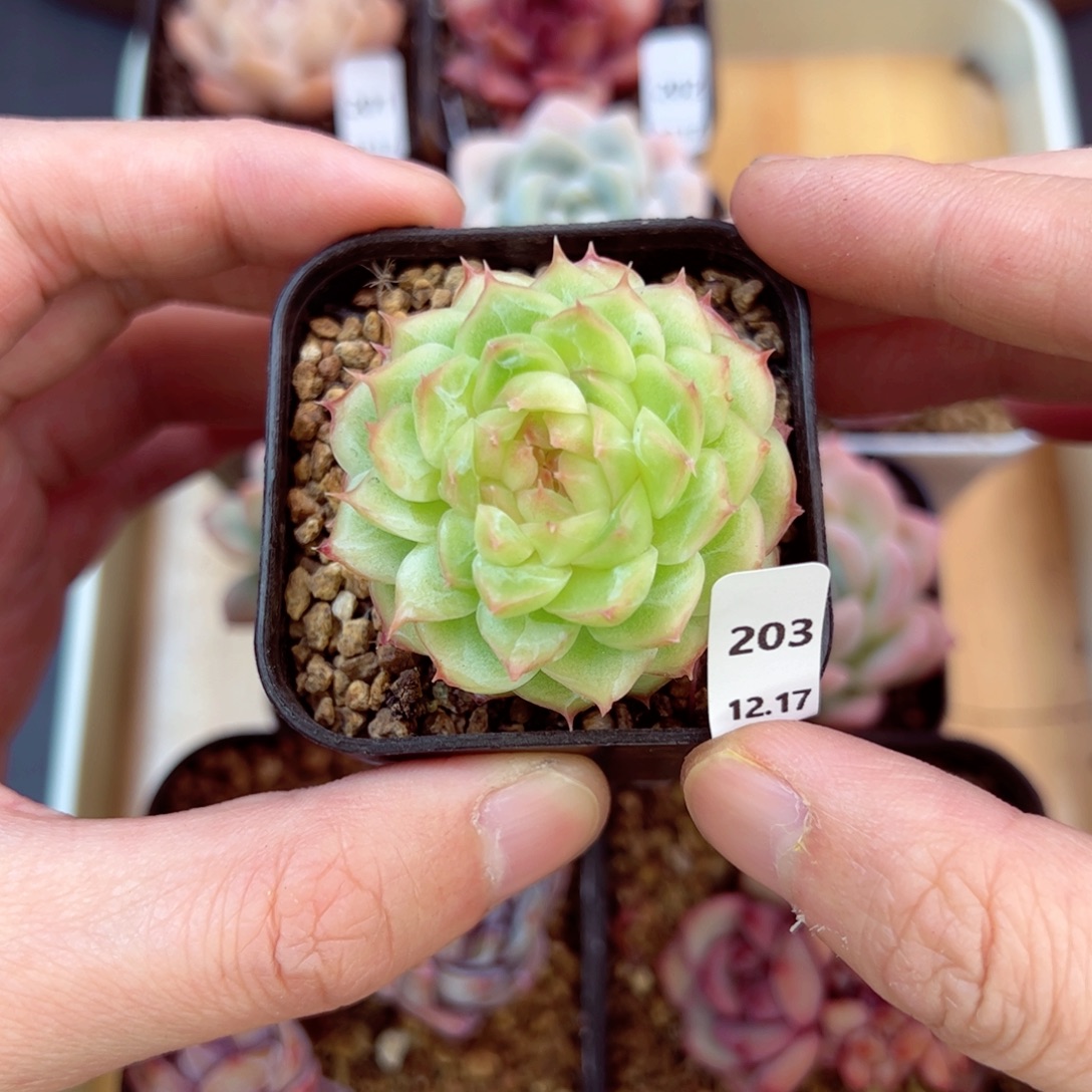 好好看203、哈哈哈哈