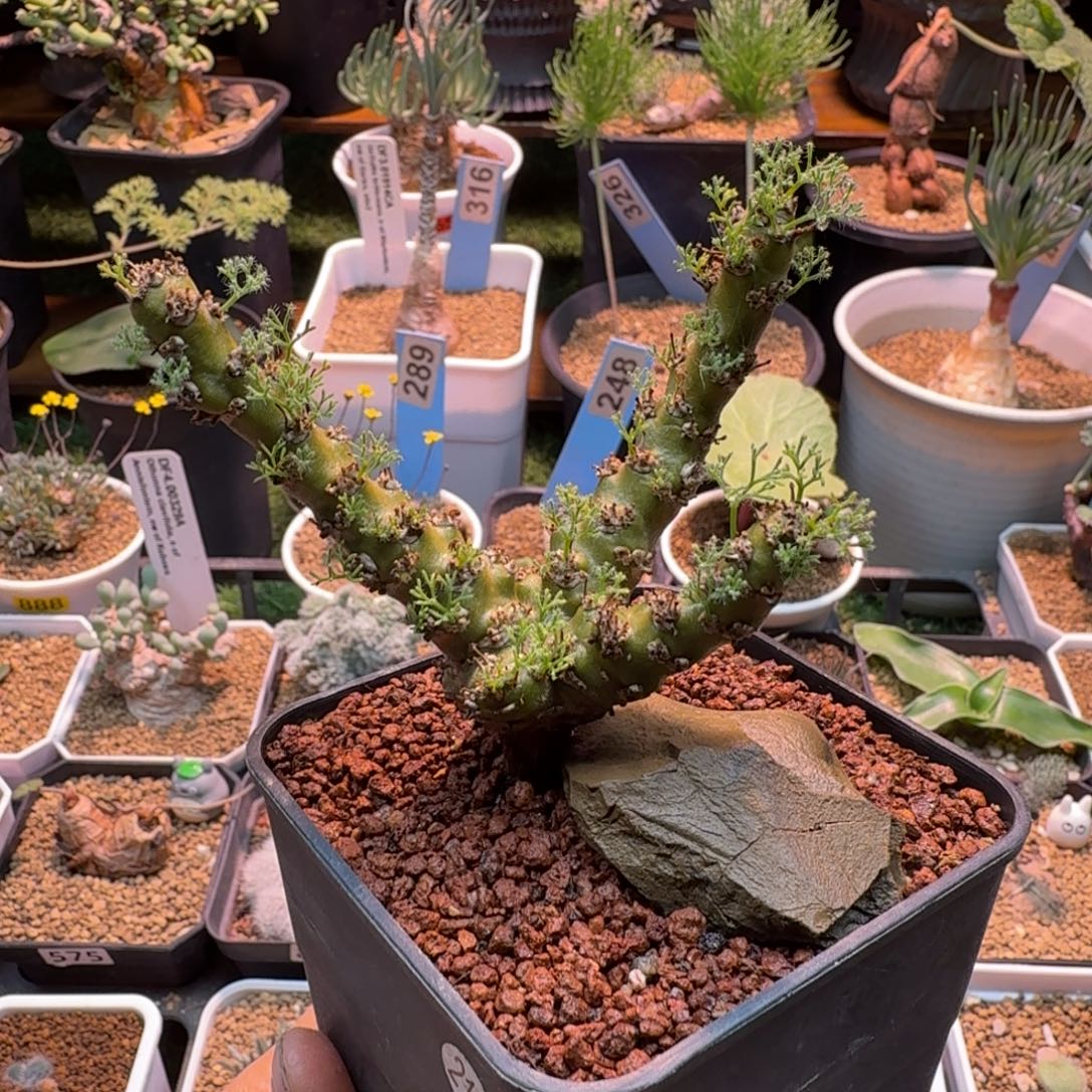 白皮月界219 仙人掌