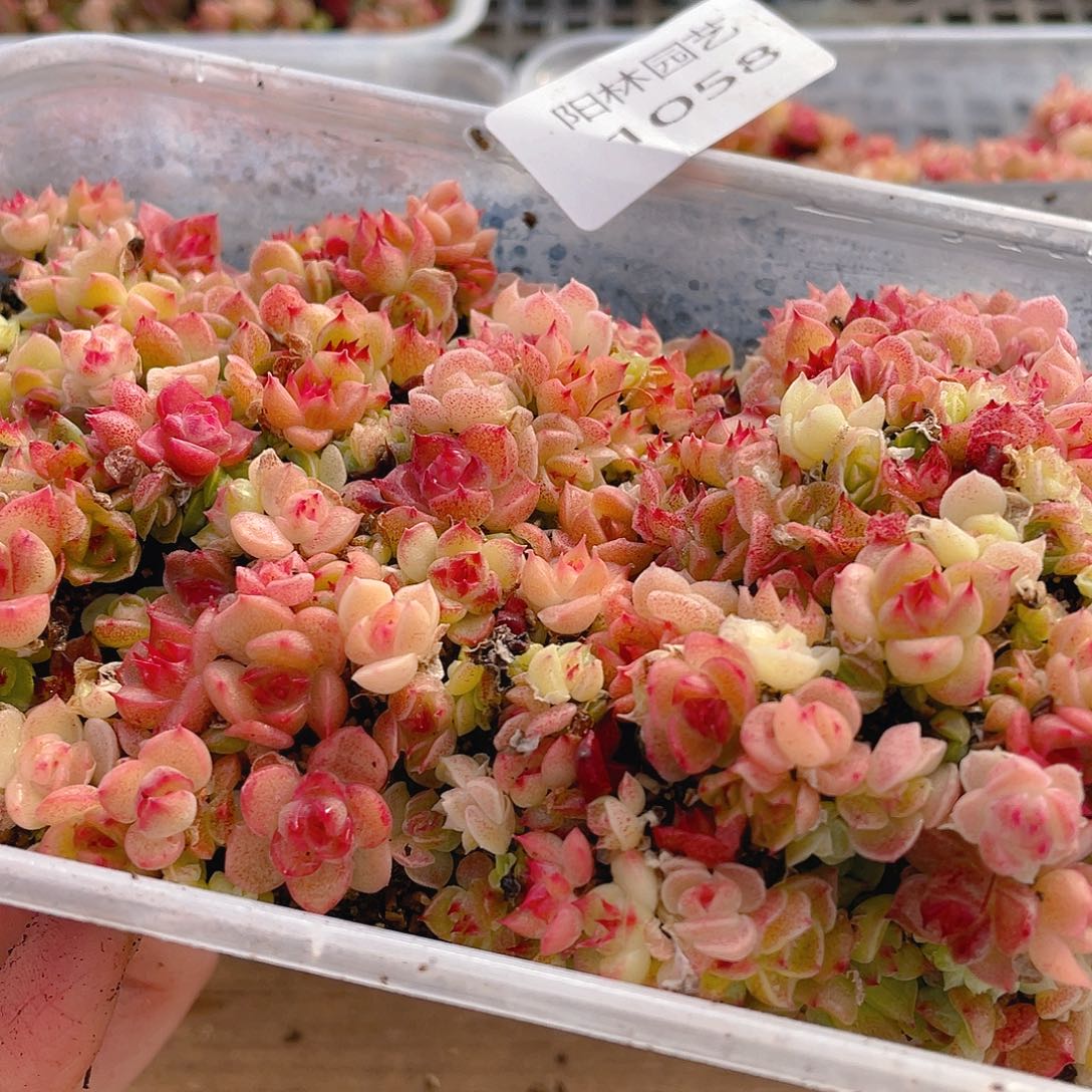 多肉植物多肉植物1058