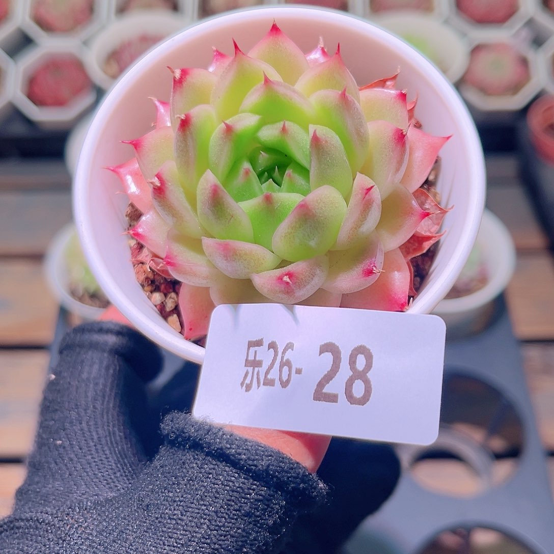 乐然26-28 海王单头 