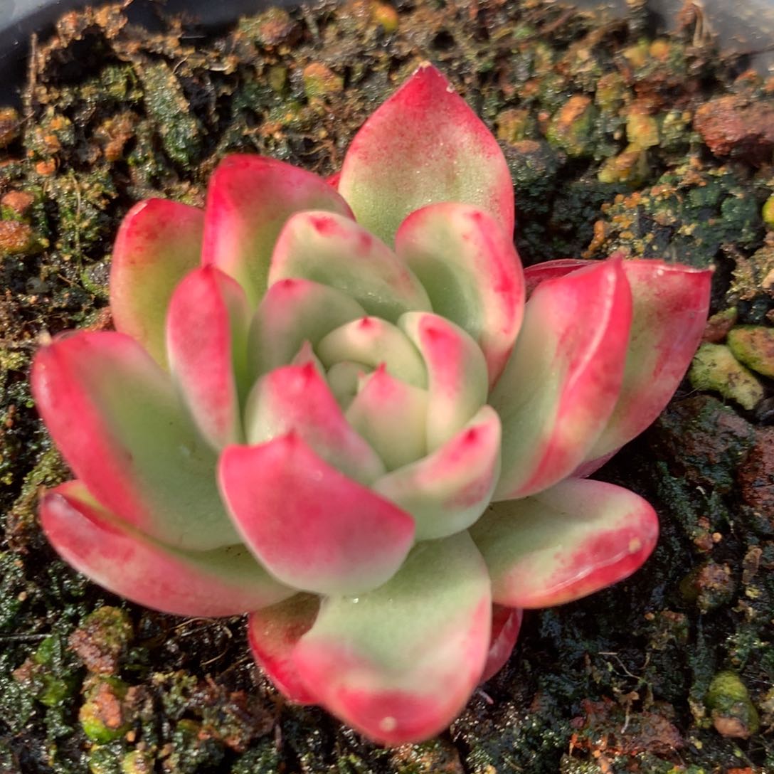 红桃j j j j j j j j j j l