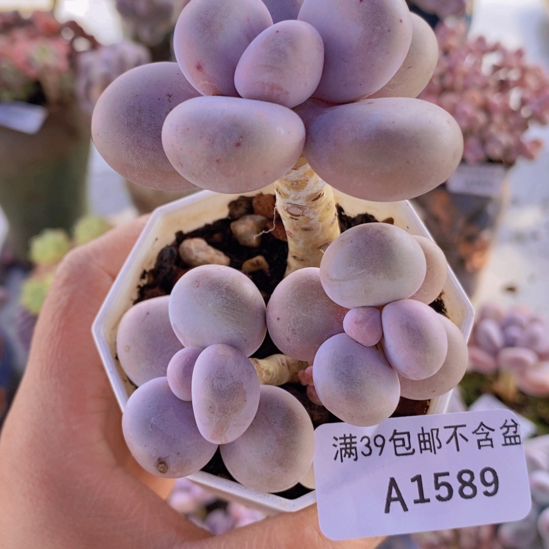 水光针奶酪6cm1589多肉植物