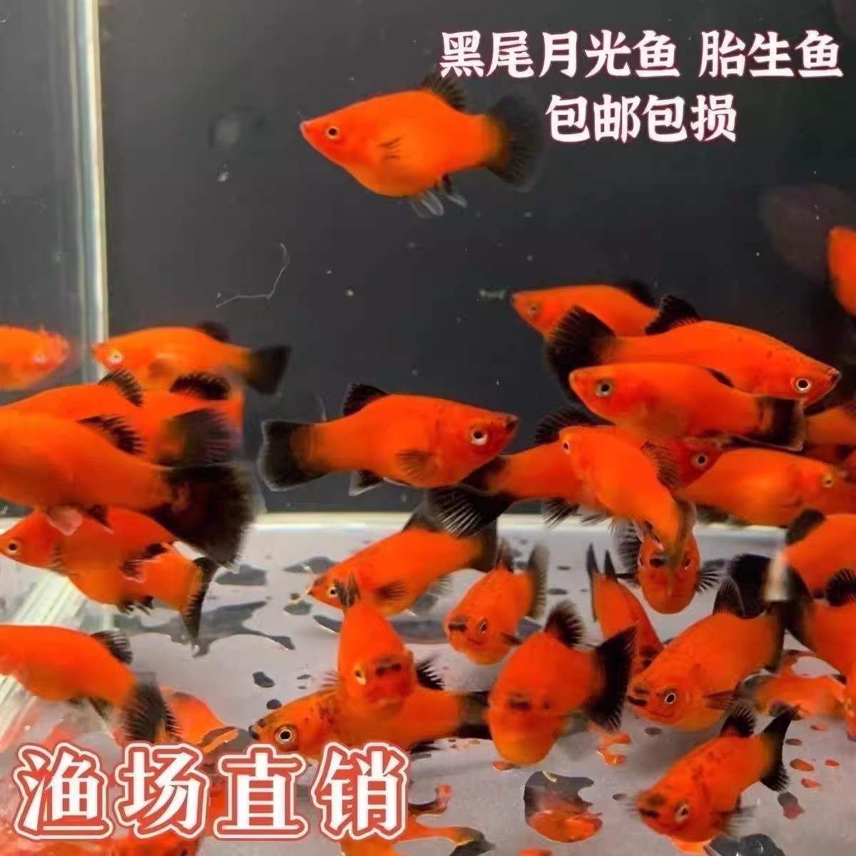 黑尾猫熊猫鱼小型胎生热带观赏鱼易活好养适合新手