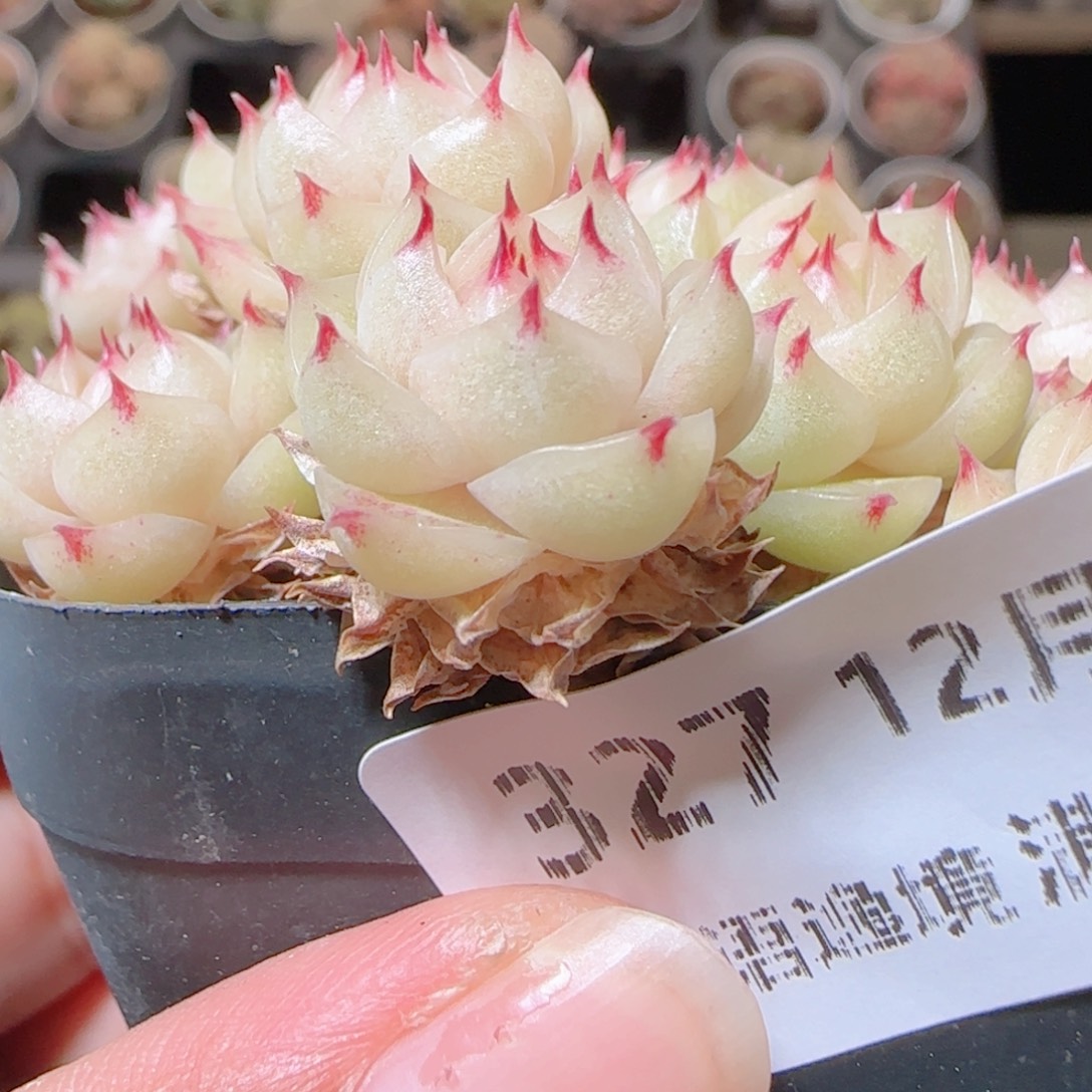 .***花语多肉1214-327散