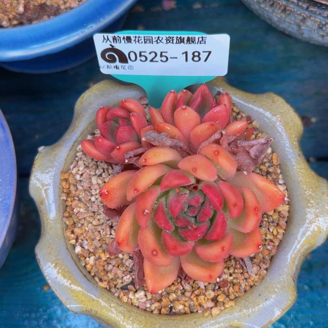 多肉一物一拍0525-187