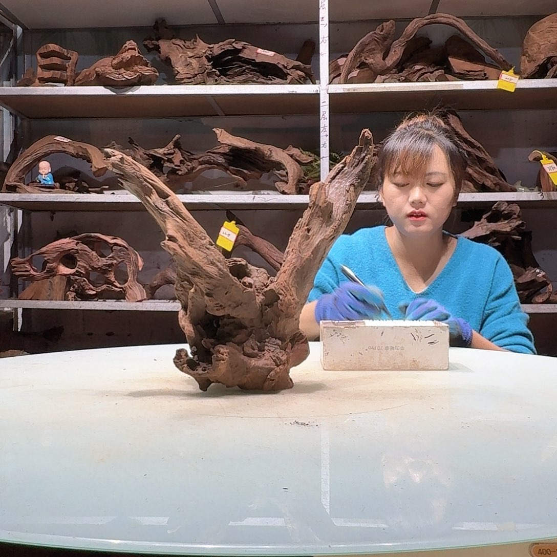 倍褚沉木不包损必褪色D5855