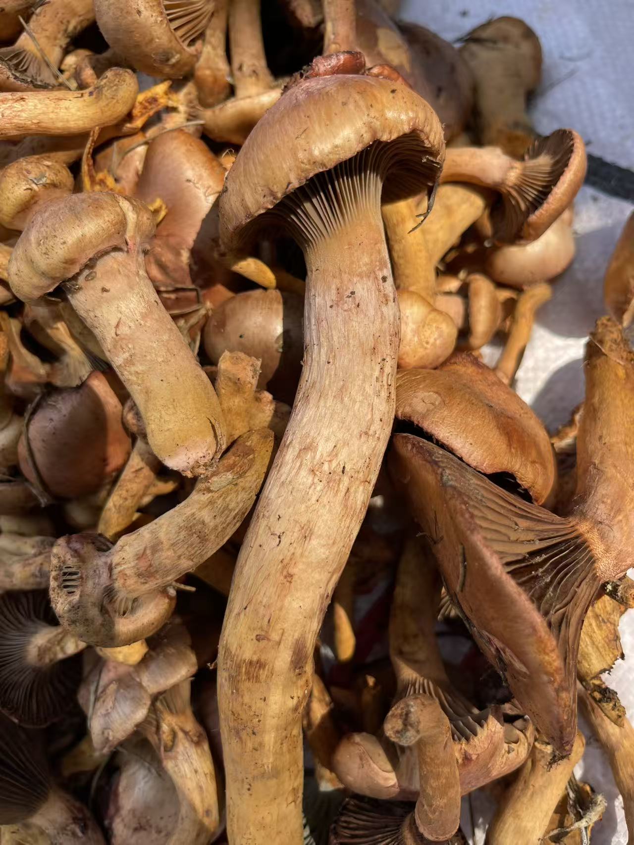 东北野生松树伞红蘑菇可炖炒煲汤味道鲜美二斤
