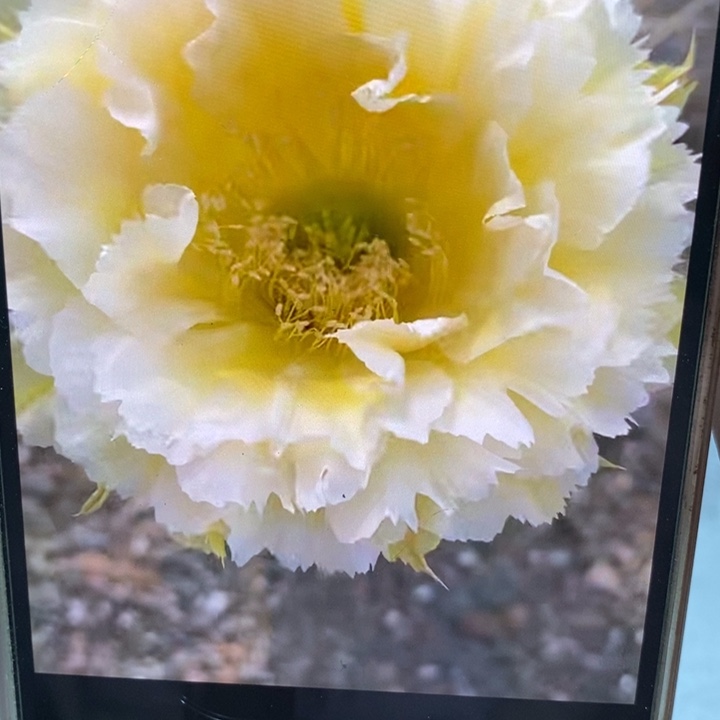 彩草黄牡丹8公分左右一点点干皮