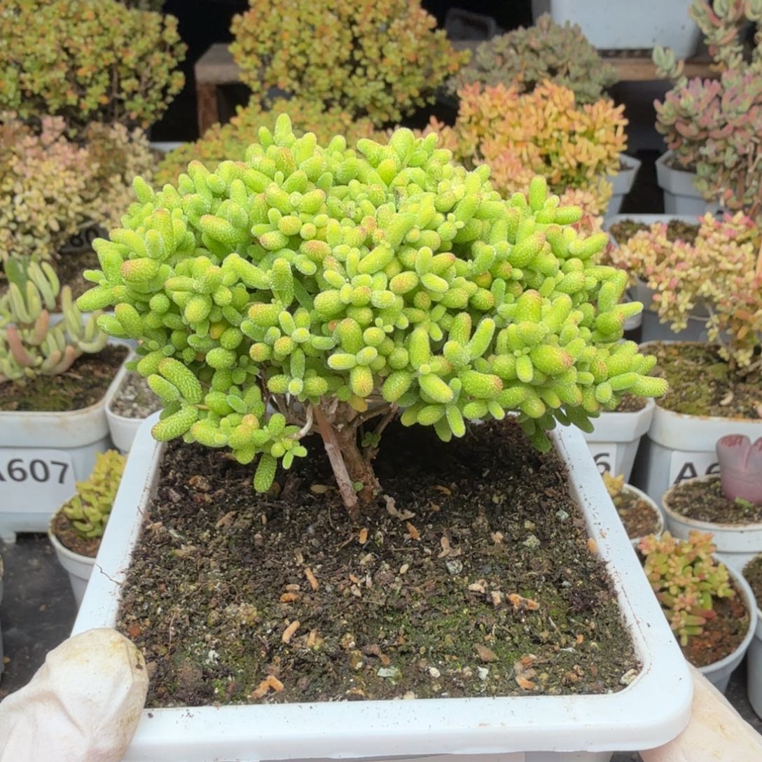 A669蜜橘整点半价福利