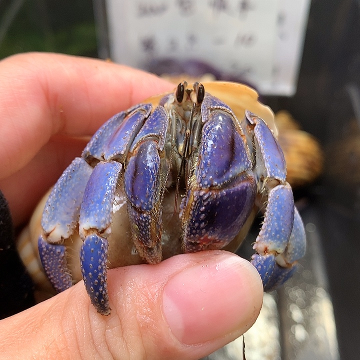 3.0口径奔跑的寄居蟹12号