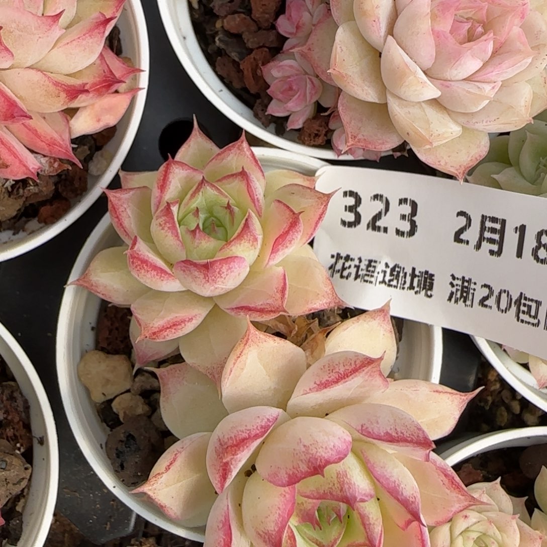 花语逸境0218-323