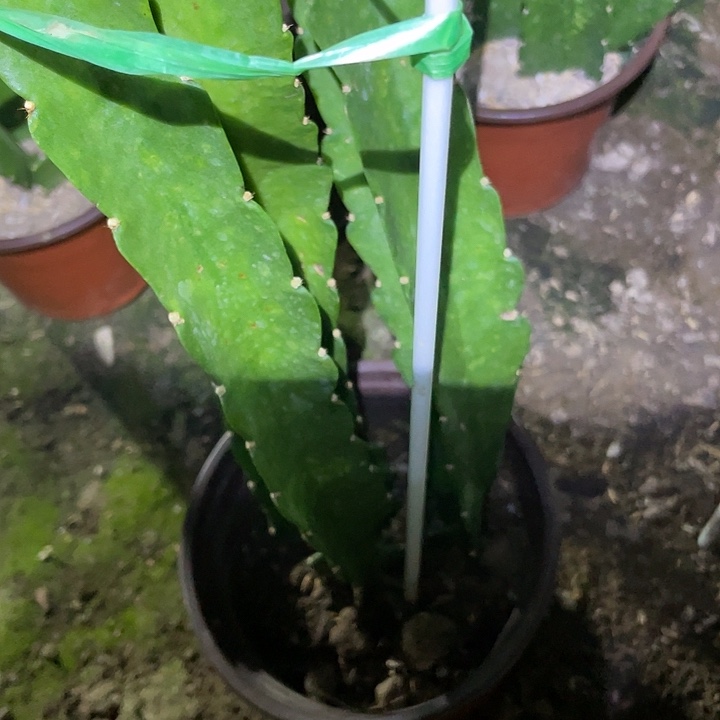 孤***鹰硬件荷花盆栽小粉苗子